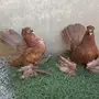 طبه جاوا 