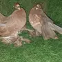 طبه الاسكا 