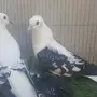 جوز نجفي