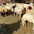طليان ربط