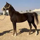 حصان واهو مكس