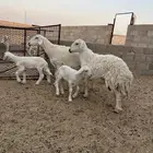 حريات متابيع طيبه جدا