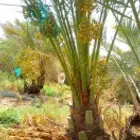 يتوفر لدينا جميع انواع النخيل الاخلاص والسكري والبرحي والصقع
