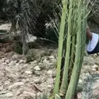 فسائل احجام ممتازة جميع انواع