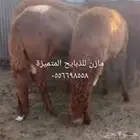 طليان حرية وسواكن طايفية