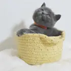 قطط كيتن سكوتش