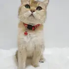 قطه سكوتش ny11