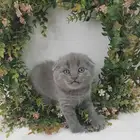 قطه كيتن ذكر سكوتش