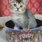 قطه كيتن انثى سكوتش