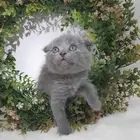 قطه كيتن ذكر سكوتش