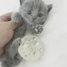 قطط كيتن سكوتش
