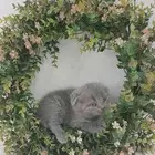 قطه كيتن ذكر سكوتش