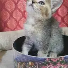 قطه انثى سكوتش تايقر
