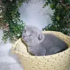 قطط كيتن سكوتش ذكوور