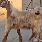 الفحل القادم.عارضي نادر أصفر أصمع سلالة حليب وافر..