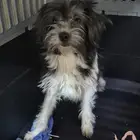 كلاب للتبني