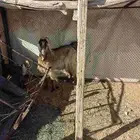 عنز معها تيس شرط سن وديد