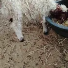 طلي عمر شهرين.