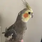 للبيع او للبدل كروان