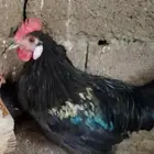 ديك للبيع