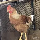 ديوك تركي