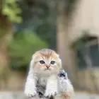 سكوتش فولد قولد مطعمين مستويات عالية للبيع لايوجد تبني