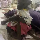 للبيع