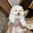 جرو سامويد بيور