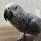 كاسكو بدايه كلام