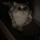 قطه انثى طالبة تزاوج عاجلا