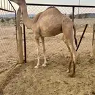 قعود سلالة طيبة