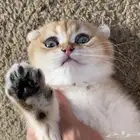 سكوتش مستوى بطل من سلاله هوني هوليدي