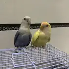 زوج روز منتج