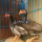 دجاج كوشاموفارسي القزم