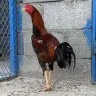 دجاج سندي باكستاني .