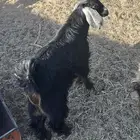 تيس توم عمره من 8 الا 9 شهور احو اذرئ