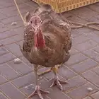 ديك رومي ولا مره أخذ تطعيمات ولا مره تعرب