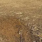 سماد غنم ينفع للمزارع والزراعه مجانا