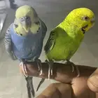 جوز عصافير حب للبيع