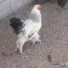 براهما