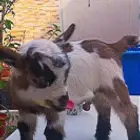 ماعز قزمي مباع بارك الله