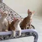 تبني