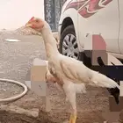 دجاج باكستاني