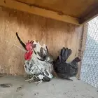 دجاج قزم جبنيز