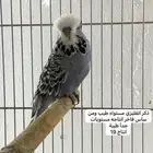 مجموعة بادجي انجليزي مستويات طيبة