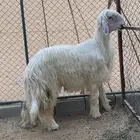 طلي نجدي عيسي