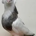 تم البيع خراج الموقع