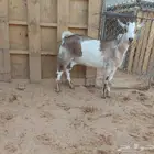 عنز جنوبية