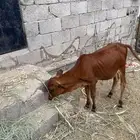 عجل بقر