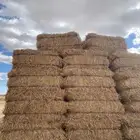 تبن شعير